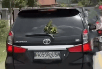 daun teh di kendaraan