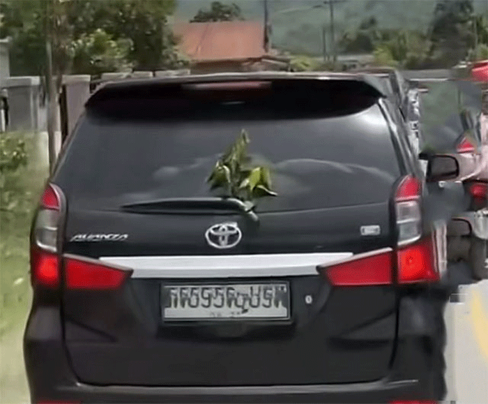 daun teh di kendaraan