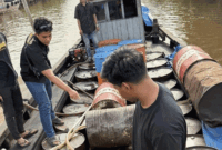 Polda Riau membongkar kasus perdagangan ilegal solar subsidi di Pelalawan dan Inhil, Minggu (5/4/2026). (Foto: Tim Humas Polda Riau).