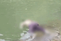 Penampakan jasad dengan identitas laki-laki ditemukan mengambang di Sungai Batang Agam, Jorong Sawah Laweh, Nagari Situjuah Tungkar, Kecamatan Situjuah Limo Nagari, Kabupaten Limapuluh Kota, Minggu (12/4/2026) sekira pukul 12:12 WIB. Kapolsek Situjuah Limo Nagari, AKP Hendra sebut jenazah sudah dievakuasi ke RS Adnaan WD untuk penanganan lebih lanjut. Artikel ini telah tayang di TribunPadang.com dengan judul Warga Laporkan Penemuan Jenazah di Batang Agam, Awalnya Ditemukan oleh Santri Pesantren