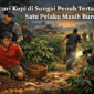 ilustrasi pelaku pencurian kopi