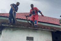 Geger! Ular Sanca 3,5 Meter Nongol di Dinding Rumah Warga Jambi, Damkar Turun Tangan