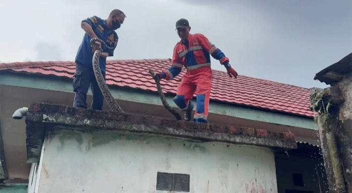 Geger! Ular Sanca 3,5 Meter Nongol di Dinding Rumah Warga Jambi, Damkar Turun Tangan