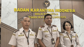 EKSPOR - Kepala Balai Karantina Hewan, Ikan, dan Tumbuhan Jambi, Sudiwan Situmorang mengonfirmasi kabar pengembalian ekspor pinang tujuan Iran.