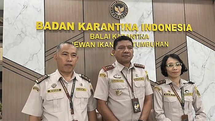 EKSPOR - Kepala Balai Karantina Hewan, Ikan, dan Tumbuhan Jambi, Sudiwan Situmorang mengonfirmasi kabar pengembalian ekspor pinang tujuan Iran.