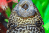 Mulut Penghisap Ikan Sapu-sapu (Foto: Daniel Lloyd Blunk-Fernandez/Unsplash)
