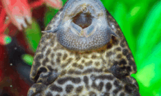 Jangan Dimakan! Ini 5 Bahaya Ikan Sapu-sapu bagi Kesehatan