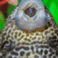Mulut Penghisap Ikan Sapu-sapu (Foto: Daniel Lloyd Blunk-Fernandez/Unsplash)
