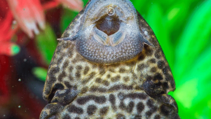 Mulut Penghisap Ikan Sapu-sapu (Foto: Daniel Lloyd Blunk-Fernandez/Unsplash)
