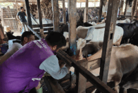 Pemeriksaan hewan kurban di Padang