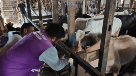 Pemeriksaan hewan kurban di Padang