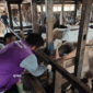 Pemeriksaan hewan kurban di Padang