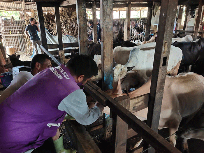 Pemeriksaan hewan kurban di Padang