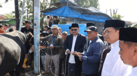 Wali Kota Alfin dan Wakil Wali Kota Azhar Hamzah menyerahkan sapi kurban bantuan Presiden RI berbobot lebih dari 800 kilogram ke Masjid Raya Sungai Penuh jelang Iduladha 1447 Hijriah.