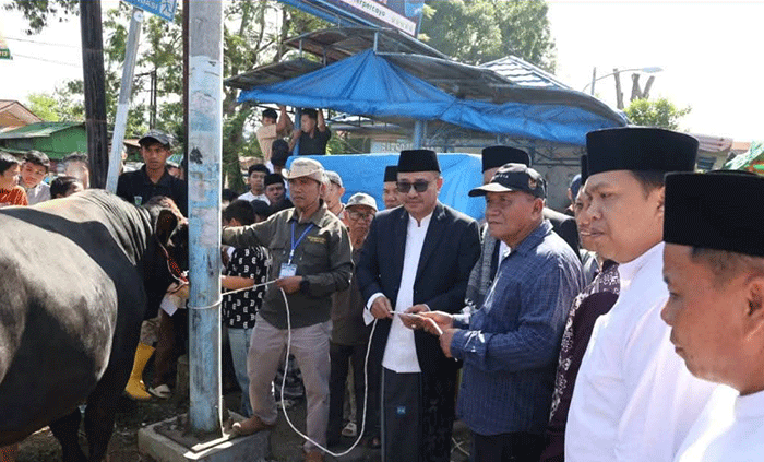 Wali Kota Alfin dan Wakil Wali Kota Azhar Hamzah menyerahkan sapi kurban bantuan Presiden RI berbobot lebih dari 800 kilogram ke Masjid Raya Sungai Penuh jelang Iduladha 1447 Hijriah.