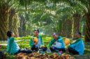 Ilustrasi tanaman kelapa sawit-DOK Jambi Ekspres-