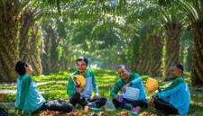 Ilustrasi tanaman kelapa sawit-DOK Jambi Ekspres-