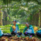 Ilustrasi tanaman kelapa sawit-DOK Jambi Ekspres-
