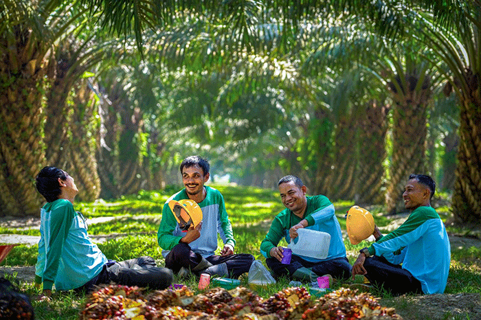 Ilustrasi tanaman kelapa sawit-DOK Jambi Ekspres-