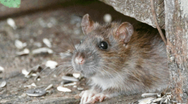Ilustrasi tikus. Kemenkes meminta masyarakat lebih waspada terhadap hantavirus yang ditularkan tikus, terutama di wilayah rawan banjir dan lingkungan kurang bersih.(Unsplash/cenisev)