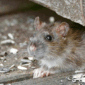 Ilustrasi tikus. Kemenkes meminta masyarakat lebih waspada terhadap hantavirus yang ditularkan tikus, terutama di wilayah rawan banjir dan lingkungan kurang bersih.(Unsplash/cenisev)