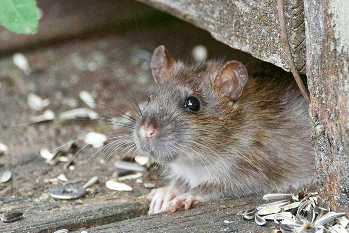 Ilustrasi tikus. Kemenkes meminta masyarakat lebih waspada terhadap hantavirus yang ditularkan tikus, terutama di wilayah rawan banjir dan lingkungan kurang bersih.(Unsplash/cenisev)