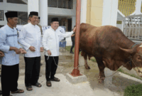 Gubernur Al Haris Salurkan Sapi Kurban 930 Kg dari Presiden Prabowo.