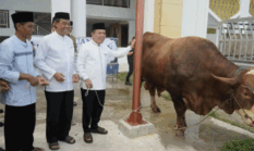 Al Haris Antar Langsung Sapi Kurban Raksasa Bantuan Presiden Prabowo di Jambi