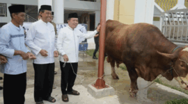 Gubernur Al Haris Salurkan Sapi Kurban 930 Kg dari Presiden Prabowo.
