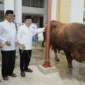 Gubernur Al Haris Salurkan Sapi Kurban 930 Kg dari Presiden Prabowo.