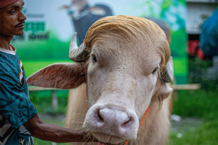Peternak merawat seekor kerbau albino yang dijuluki 