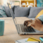 Ilustrasi cara cek status pencoretan penerima bansos PKH BPNT. Foto: Unsplash.com/Vitaly Gariev