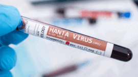 Ilustrasi Hantavirus. Foto: Mauro Rodrigues/Shutterstock