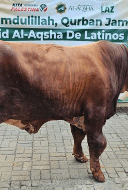 Masjid Al Aqsha BSD Potong 198 Hewan Qurban, Daging Disalurkan hingga Aceh dan NTT