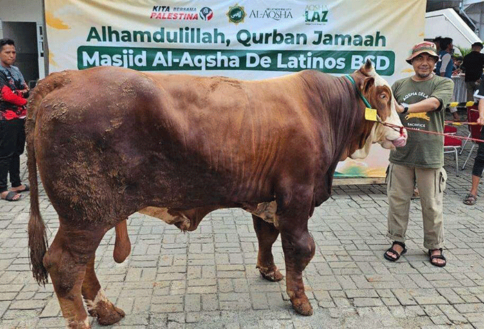 Masjid Al Aqsha BSD kembali menyembelih 198 hewan qurban senilai Rp 2,4 miliar