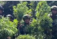 Panglima Komando Gabungan Wilayah Pertahanan III, Lucky Avianto Wilayah Pegunungan Bintang yang berbatasan langsung dengan Papua Nugini selama ini disebut rawan dijadikan lokasi budidaya ganja karena kondisi geografisnya yang sulit dijangkau.fakta yang menyayat hati. Warga mengaku dipaksa menanam ganja di sekitar pekarangan rumah mereka sendir
