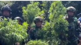 Panglima Komando Gabungan Wilayah Pertahanan III, Lucky Avianto Wilayah Pegunungan Bintang yang berbatasan langsung dengan Papua Nugini selama ini disebut rawan dijadikan lokasi budidaya ganja karena kondisi geografisnya yang sulit dijangkau.fakta yang menyayat hati. Warga mengaku dipaksa menanam ganja di sekitar pekarangan rumah mereka sendir
