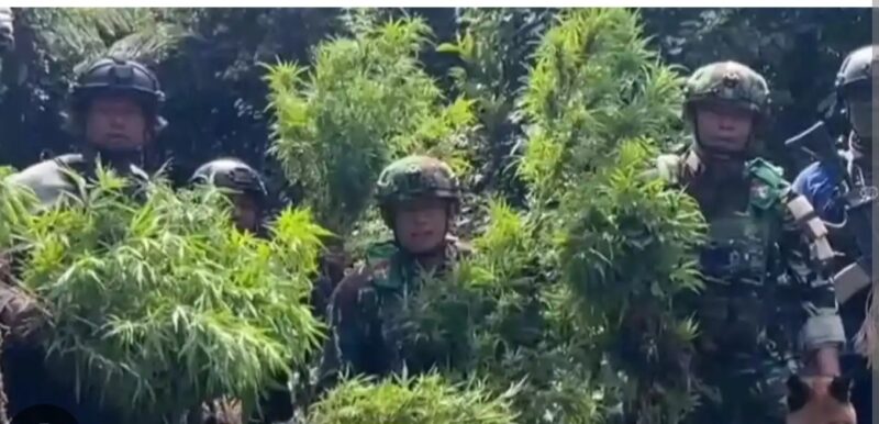 Panglima Komando Gabungan Wilayah Pertahanan III, Lucky Avianto Wilayah Pegunungan Bintang yang berbatasan langsung dengan Papua Nugini selama ini disebut rawan dijadikan lokasi budidaya ganja karena kondisi geografisnya yang sulit dijangkau.fakta yang menyayat hati. Warga mengaku dipaksa menanam ganja di sekitar pekarangan rumah mereka sendir
