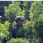Panglima Komando Gabungan Wilayah Pertahanan III, Lucky Avianto Wilayah Pegunungan Bintang yang berbatasan langsung dengan Papua Nugini selama ini disebut rawan dijadikan lokasi budidaya ganja karena kondisi geografisnya yang sulit dijangkau.fakta yang menyayat hati. Warga mengaku dipaksa menanam ganja di sekitar pekarangan rumah mereka sendir
