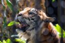 Seorang petani bernama Roni (26) menjadi korban serangan Harimau Sumatera saat beraktivitas di kebunnya di Desa Singah Mulo, Kecamatan Putri Betung, Kabupaten Gayo Lues, Aceh. 
