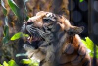 Seorang petani bernama Roni (26) menjadi korban serangan Harimau Sumatera saat beraktivitas di kebunnya di Desa Singah Mulo, Kecamatan Putri Betung, Kabupaten Gayo Lues, Aceh. 