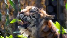 Seorang petani bernama Roni (26) menjadi korban serangan Harimau Sumatera saat beraktivitas di kebunnya di Desa Singah Mulo, Kecamatan Putri Betung, Kabupaten Gayo Lues, Aceh. 