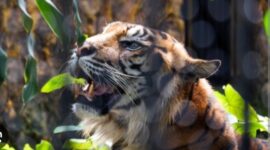 Seorang petani bernama Roni (26) menjadi korban serangan Harimau Sumatera saat beraktivitas di kebunnya di Desa Singah Mulo, Kecamatan Putri Betung, Kabupaten Gayo Lues, Aceh. 