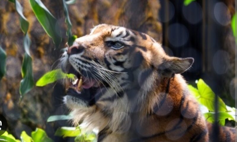 Seorang petani bernama Roni (26) menjadi korban serangan Harimau Sumatera saat beraktivitas di kebunnya di Desa Singah Mulo, Kecamatan Putri Betung, Kabupaten Gayo Lues, Aceh. 