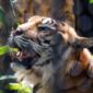 Seorang petani bernama Roni (26) menjadi korban serangan Harimau Sumatera saat beraktivitas di kebunnya di Desa Singah Mulo, Kecamatan Putri Betung, Kabupaten Gayo Lues, Aceh. 