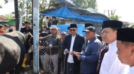Wali Kota Sungai Penuh, Alfin menyerah sapi korban dari Presiden Prabowo Subianto, pada patian korban di Mesjid Rays Sungai Penuh,  turut menyaksikan sapi tersebut  Wawako Azhar Hamzah, Sekda Alpian, Ketua DPRD Kota Sungai Penuh, Kadis Suharman dan tokoh masyarakat Sungai Penuh, Selasa (27/05)