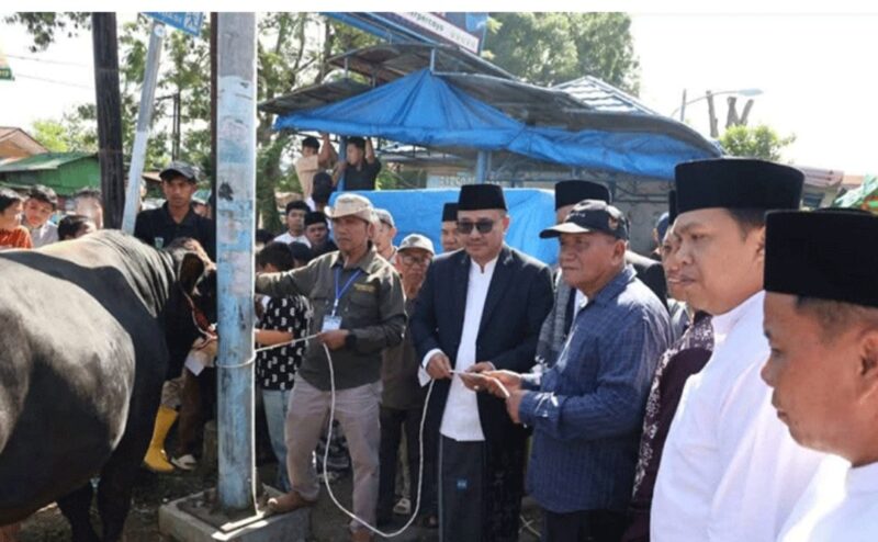 Wali Kota Sungai Penuh, Alfin menyerah sapi korban dari Presiden Prabowo Subianto, pada patian korban di Mesjid Rays Sungai Penuh,  turut menyaksikan sapi tersebut  Wawako Azhar Hamzah, Sekda Alpian, Ketua DPRD Kota Sungai Penuh, Kadis Suharman dan tokoh masyarakat Sungai Penuh, Selasa (27/05)