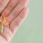konsumsi vitamin maupun suplemen dalam dosis tinggi dapat membuat kerja ginjal menjadi lebih berat, terutama bagi orang yang memiliki riwayat penyakit ginjal atau batu ginjal.sebaik konsultasi dengan dokter.
