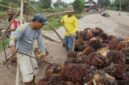 Petani berharap langkah cepat pemerintah mampu mengembalikan stabilitas harga sawit sehingga pendapatan mereka kembali normal dan keberlangsungan usaha perkebunan rakyat tetap terjaga. Di tengah tingginya biaya produksi, pemulihan harga TBS menjadi kebutuhan mendesak agar petani tidak terus menanggung kerugian yang semakin besar