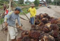 Petani berharap langkah cepat pemerintah mampu mengembalikan stabilitas harga sawit sehingga pendapatan mereka kembali normal dan keberlangsungan usaha perkebunan rakyat tetap terjaga. Di tengah tingginya biaya produksi, pemulihan harga TBS menjadi kebutuhan mendesak agar petani tidak terus menanggung kerugian yang semakin besar